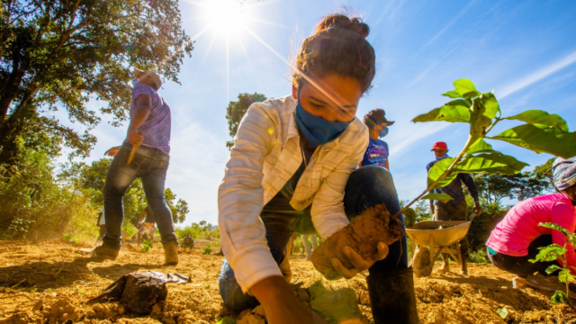Curso de Agroflorestas