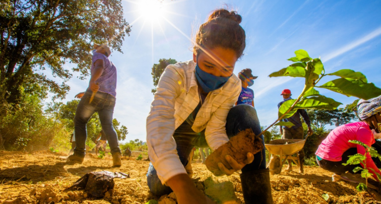 Curso de Agroflorestas
